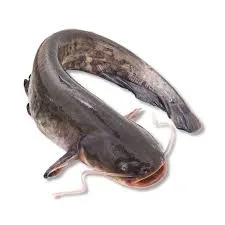 Catfish