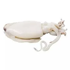Cuttlefish