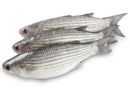 Grey Mullet - Image 3