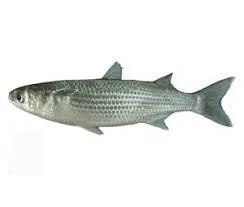 Grey Mullet - Image 2