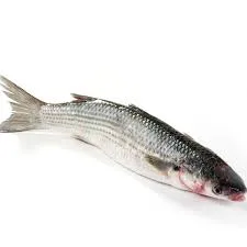 Grey Mullet