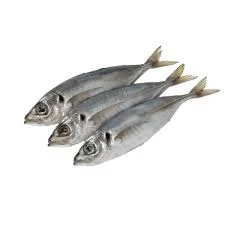 Horse Mackerel