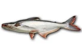Pangasius