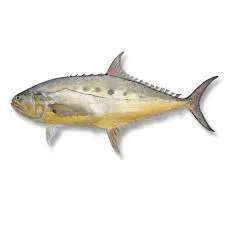 Queenfish