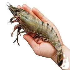 Shrimp - Image 8