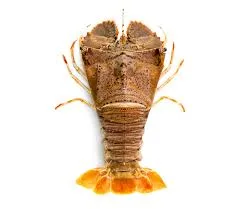 Slipper Lobster