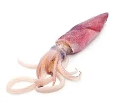 Squid - Image 6