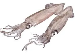 Squid